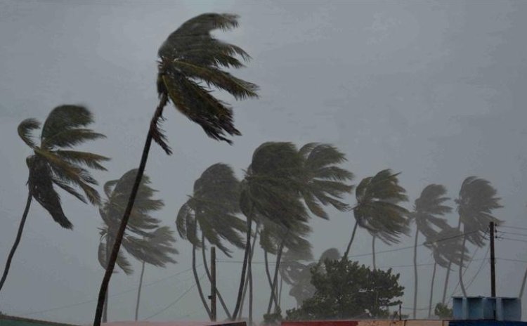 Palm trees sway in the strong winds of the hurricane