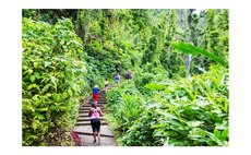 Torist walk to Trafalgar Falls, one of Dominica's major tourist sites