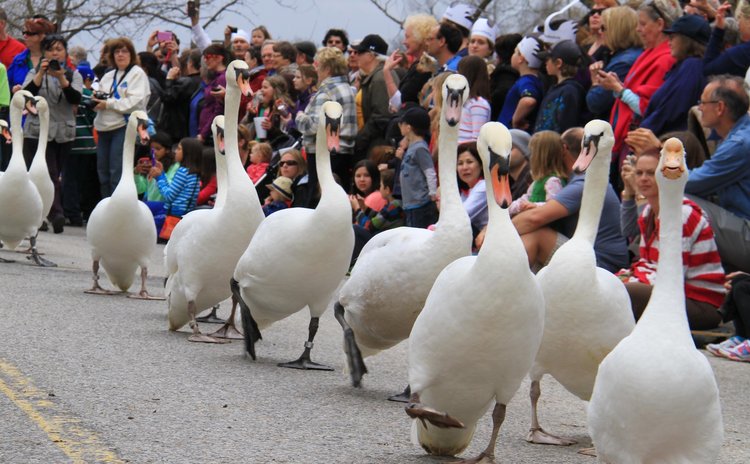 TORONTO, April 14 (Xinhua) -- A bevy of swans take part in a parade in Stratford, Ontario, Canada, April 13, 2014