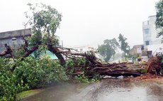 Clyclone Hudhud down trees in Andhra Pradesh