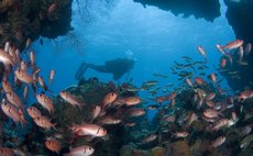 Dominica Under-water scene-(Discover Dominica Photo)