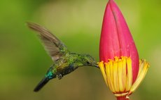 Antillean Crested Hummingbird
