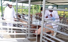 Workers test system at national abatoir