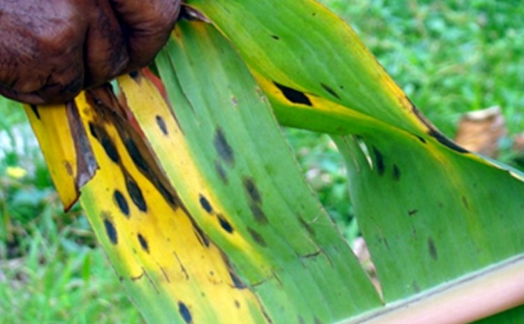 Man holds banana leaf affected by black sigatoka disease