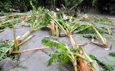 FILE PHOTO: Bananas destroyed by floods