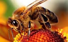 Bee on flower