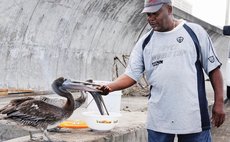 Gibbons Benjamin feeds a pelican