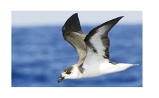 Black-capped Petrel