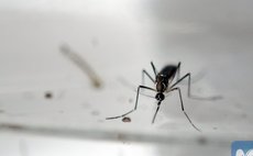 Aedes aegypti mosquito