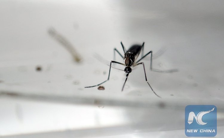  This file photo taken on January 27, 2016 shows an Aedes Aegypti mosquito being photographed in a laboratory of control of epidemiological vectors in San Salvador. 