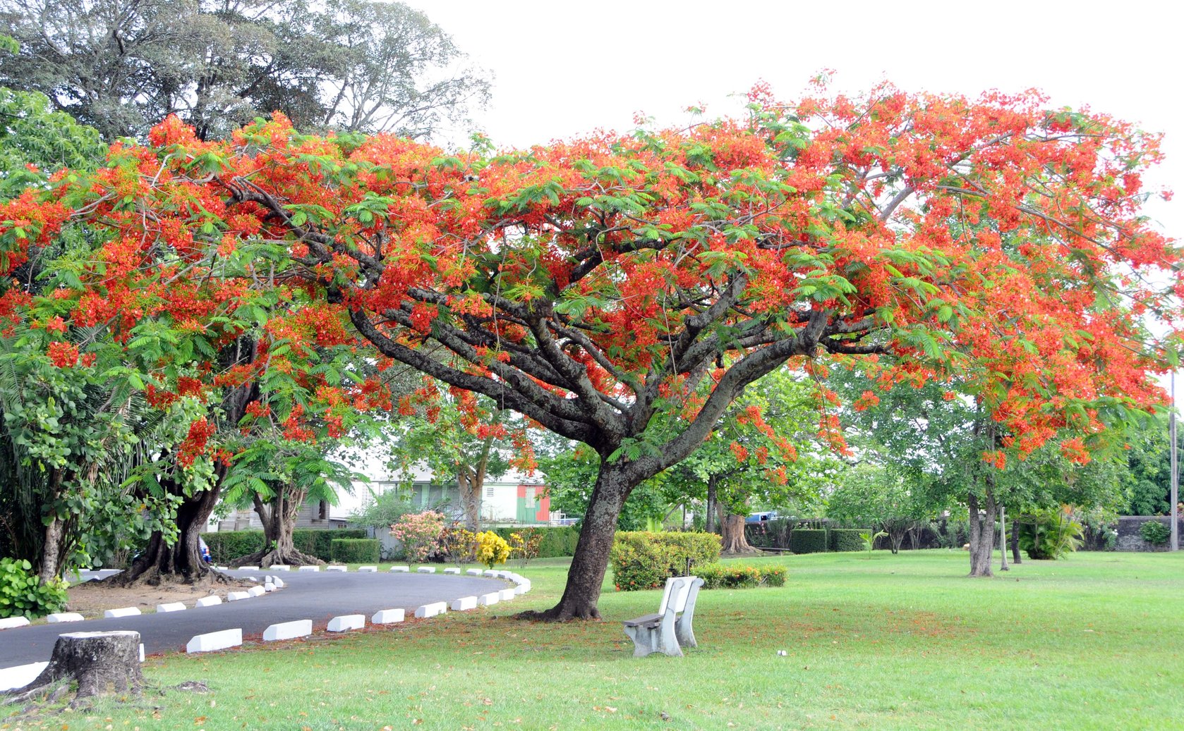 Beauty and life in Dominica's Botanic Gardens Photo Galleries The Sun