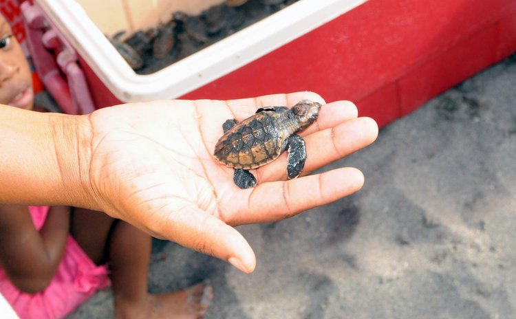 Turtle in the hand worth two in the sea?