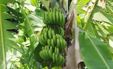 Banana bunch and leaves