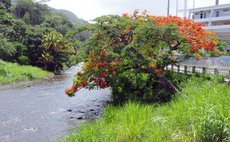 Leaning towards free-flowing water of the Roseau river