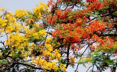 Yellow and red side by side in Canefield