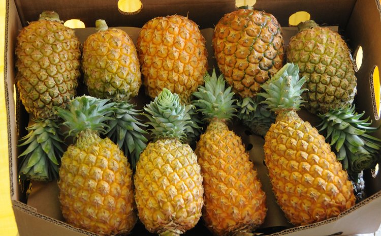 Pinapples on display at exhibition