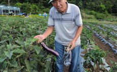 Chinese technician examines eggplant in eggplant-growing field of the Dominica-China Modern Agricultural Centre