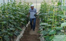 Chinese technician walk in cucumber growing section of the Dominica-China Modern Agricultural Centre