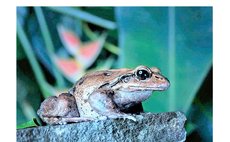 Almost Extinct Crapaud, Dominica's Mountain Chicken