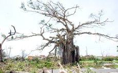 Tree at Botanic Gardens severely damaged by Hurricane Maria