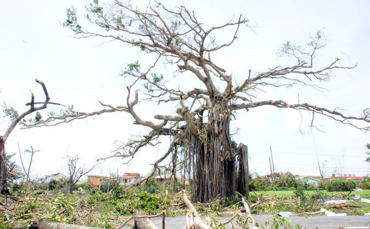 Tree at Botanic Gardens severely damaged by Hurricane Maria