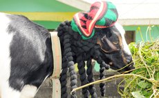 Dressed-up goat at Laudat