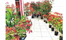 Green Mountain's poinsettia  trees on sale in 2021