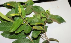 Guava Leaves