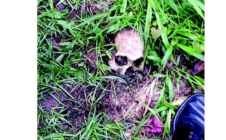 Skull in the grass at the Roseau Public Cemetery