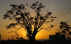 Silhouette of badly damaged Albizia or "Zing-Zing" Tree; October 29, 2017