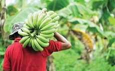 Man carries bunch of bananas