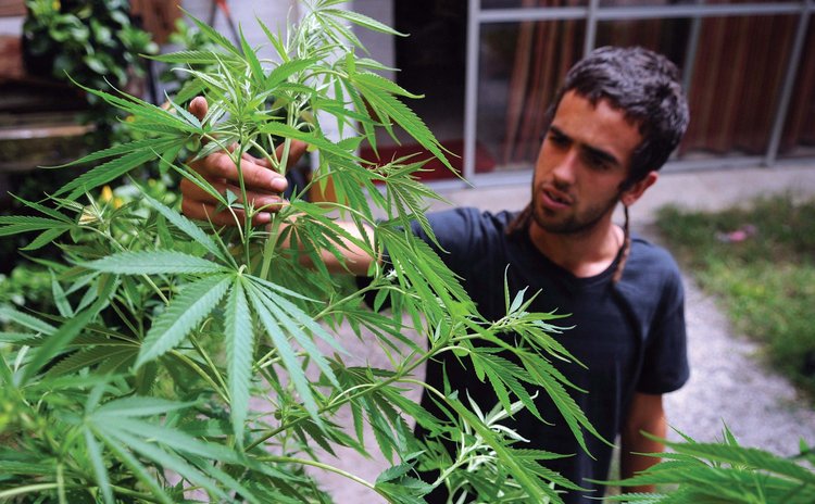 A man examines a marijuana plant