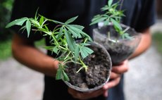 Marijuana seedlings