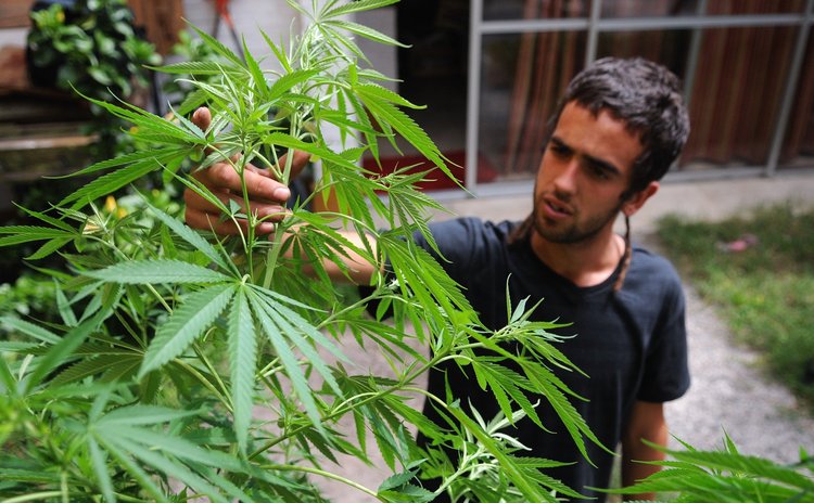 Man examines grown marijuana plant