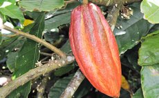 Mature Cocoa pod