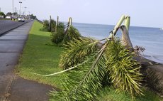 Palms head cut off on the EO LeBlanc highway