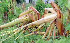 Plantain plants downed by TS Matthew