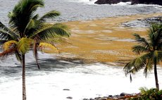 Sargassum seaweed at Good Hope, Dominica