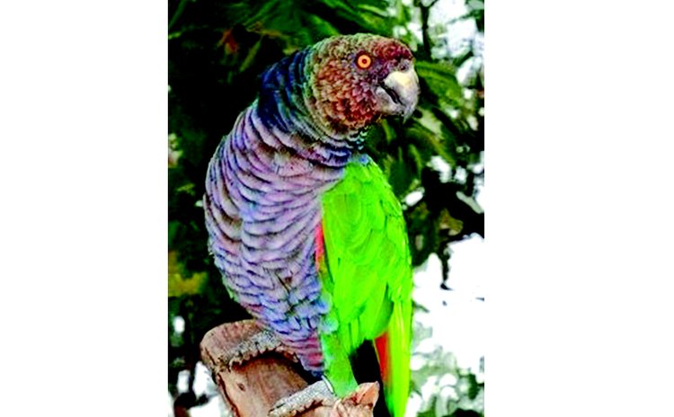 Sisserou Parrot, Dominica's National Bird