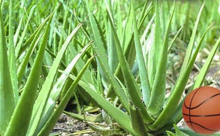 Aloes, an economic crop in the Soufriere Valley in the 1980s