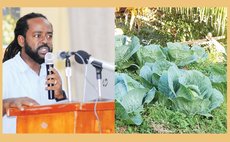Stephenson, right and cabbage plants in backyard garden