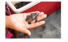 A turtle in the hand is worth two in the ocean? Not really