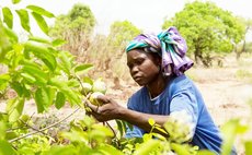 Woman harvesting fruit ( ETDS photo)