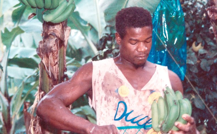 Banana farmer trims banana hand
