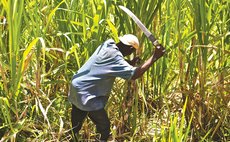Cutting cane at Macoucherie estate