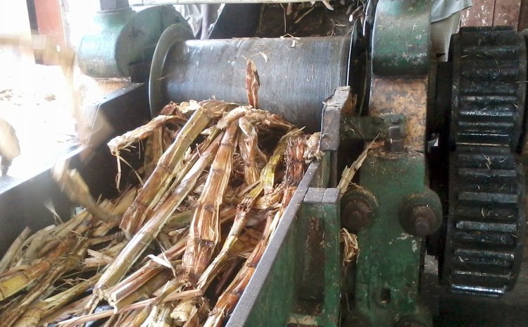 Crushing cane to make rum at Macoucherie Estate