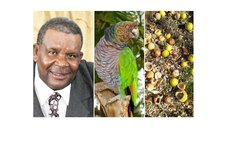 Cuthbert Vidal, Sisserou Parrot, centre, and fruit destroyed by birds