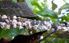 Scale insects