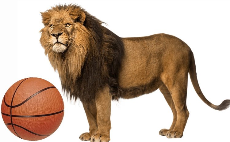 Only one team named LIONS has played national league basketball